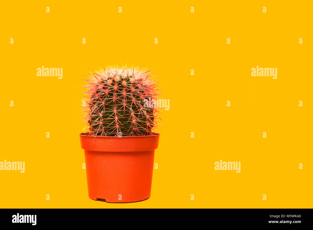 Pink Cactus. Galleria d'arte di design di moda. Stillife minima. Concetto su sfondo giallo Foto Stock