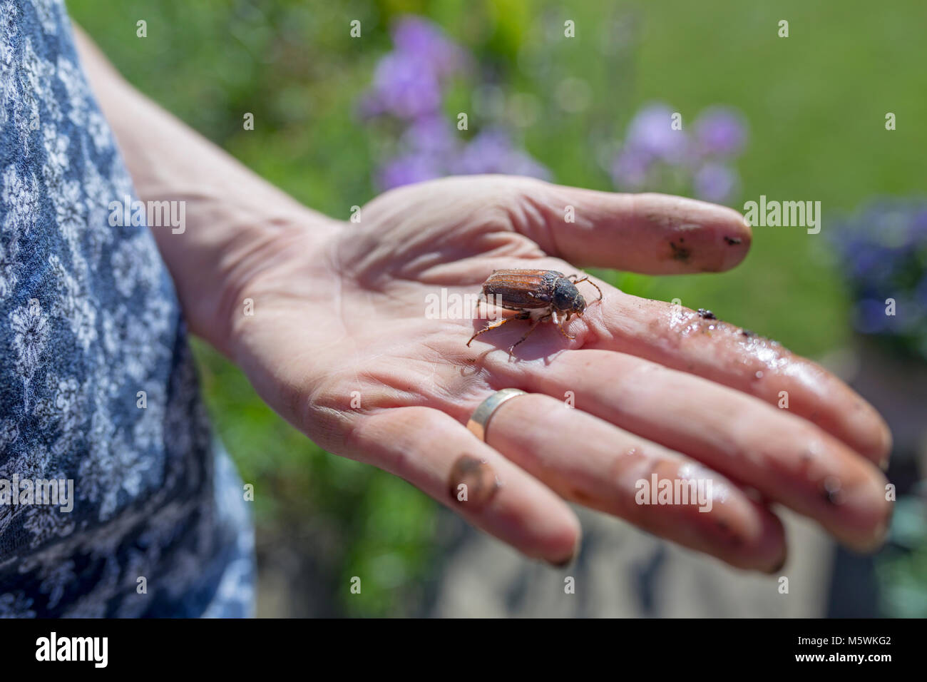 Può un bug nel palmo di una donna di mano. Foto Stock
