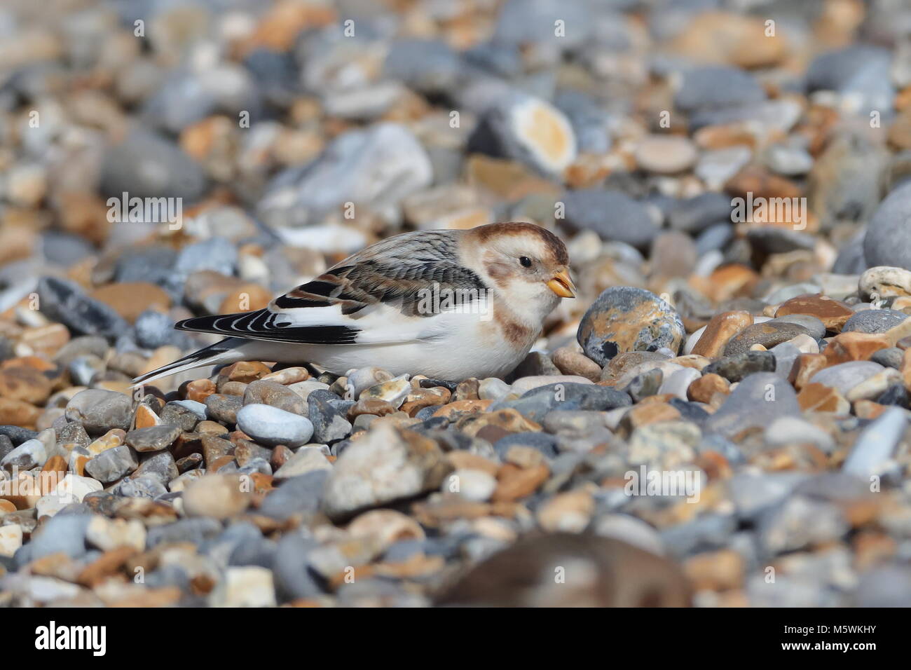 Snow Buntings sulla ghiaia Foto Stock