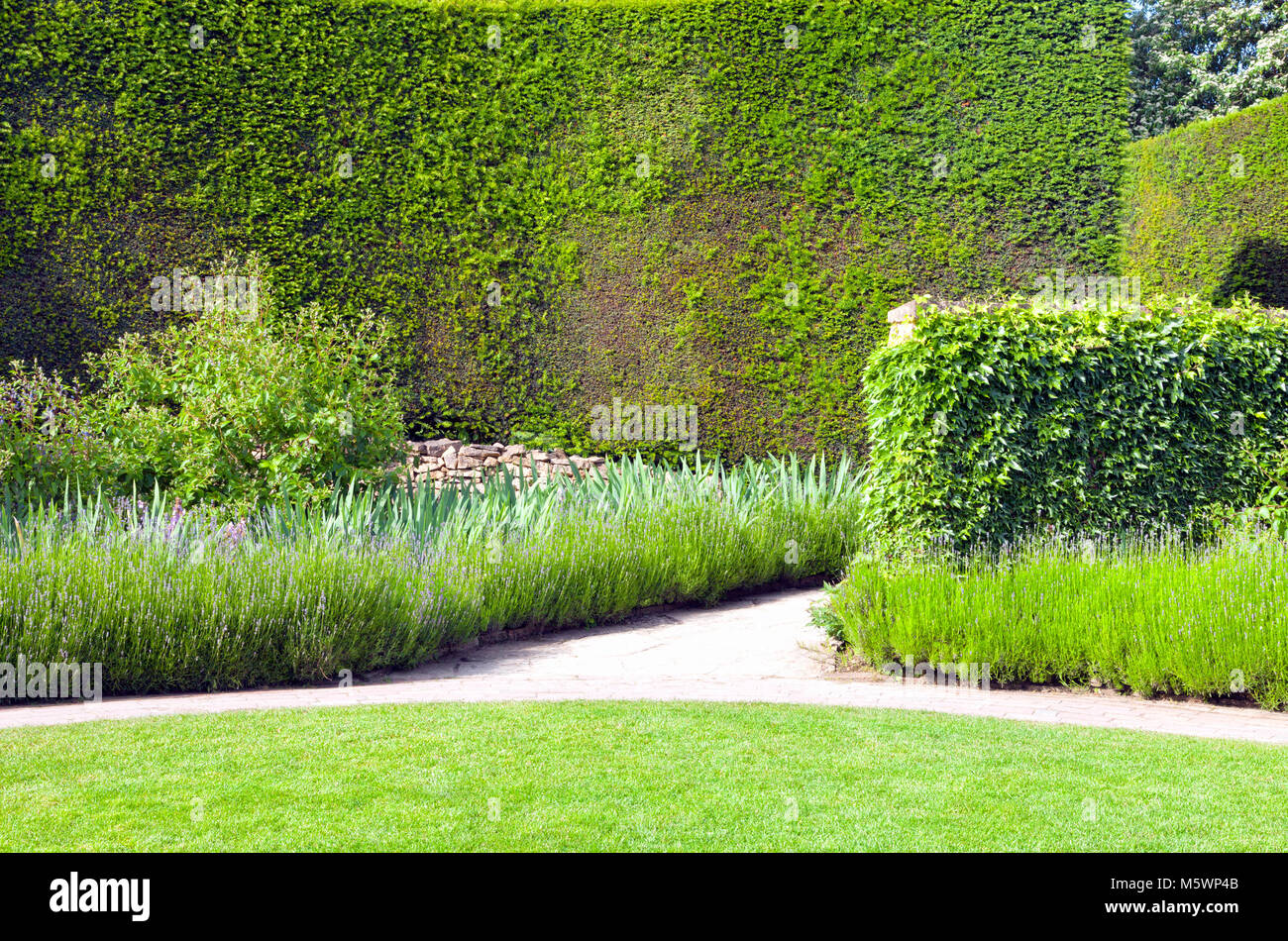 Giardino estivo con la fioritura lavanda lungo un percorso verso l'alto siepe rifilate e la parete coperta da edera . Foto Stock