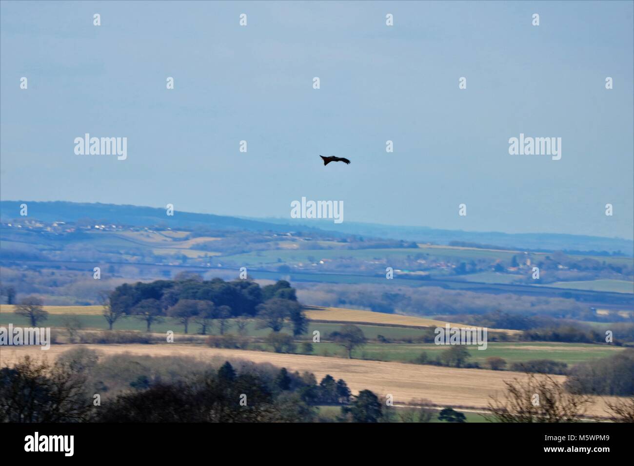 Aquilone rosso uccello sorvolano Oxfordshire / Buckinghamshire, UK campagna Foto Stock