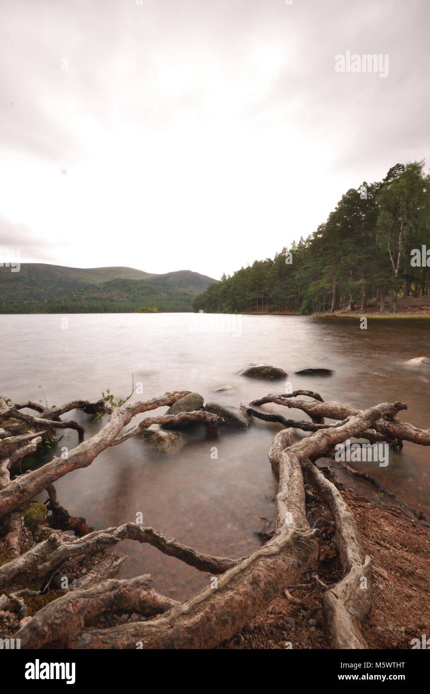 Radici di albero di entrare Loch un Eilein, Aviemore, Scozia. Foto Stock