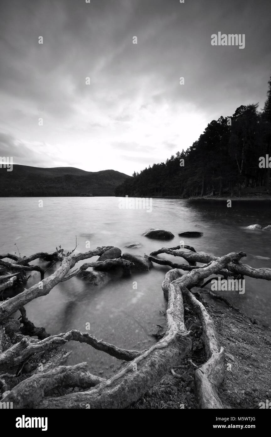 Bianco e nero, moody radici dell'albero che entrano in Loch an Eilein, Aviemore, Scozia. Foto Stock