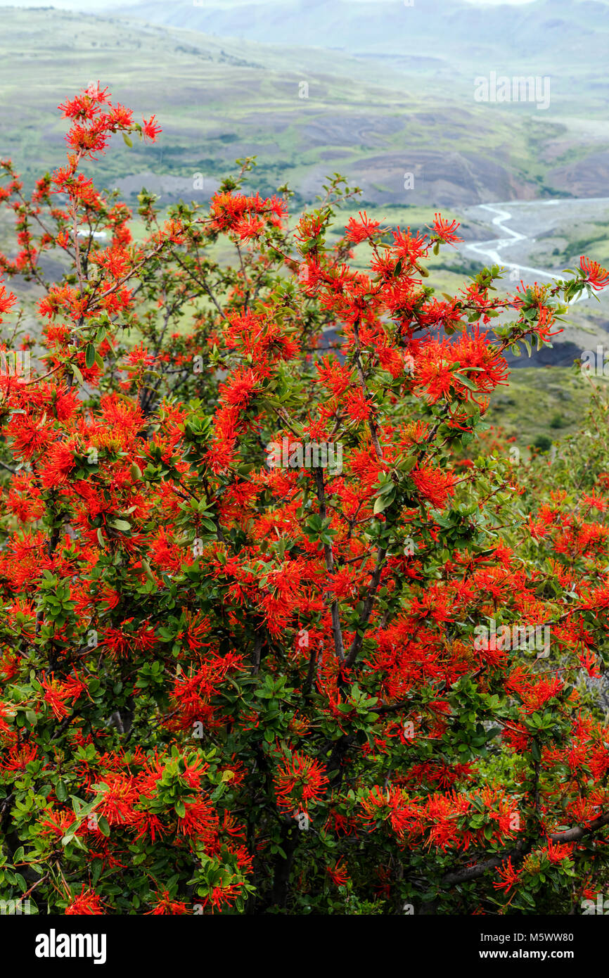 Fiorì rosso fuoco cilena bush; Embothrium coccineum; infiorescenza; Parco Nazionale Torres del Paine; Cile Foto Stock