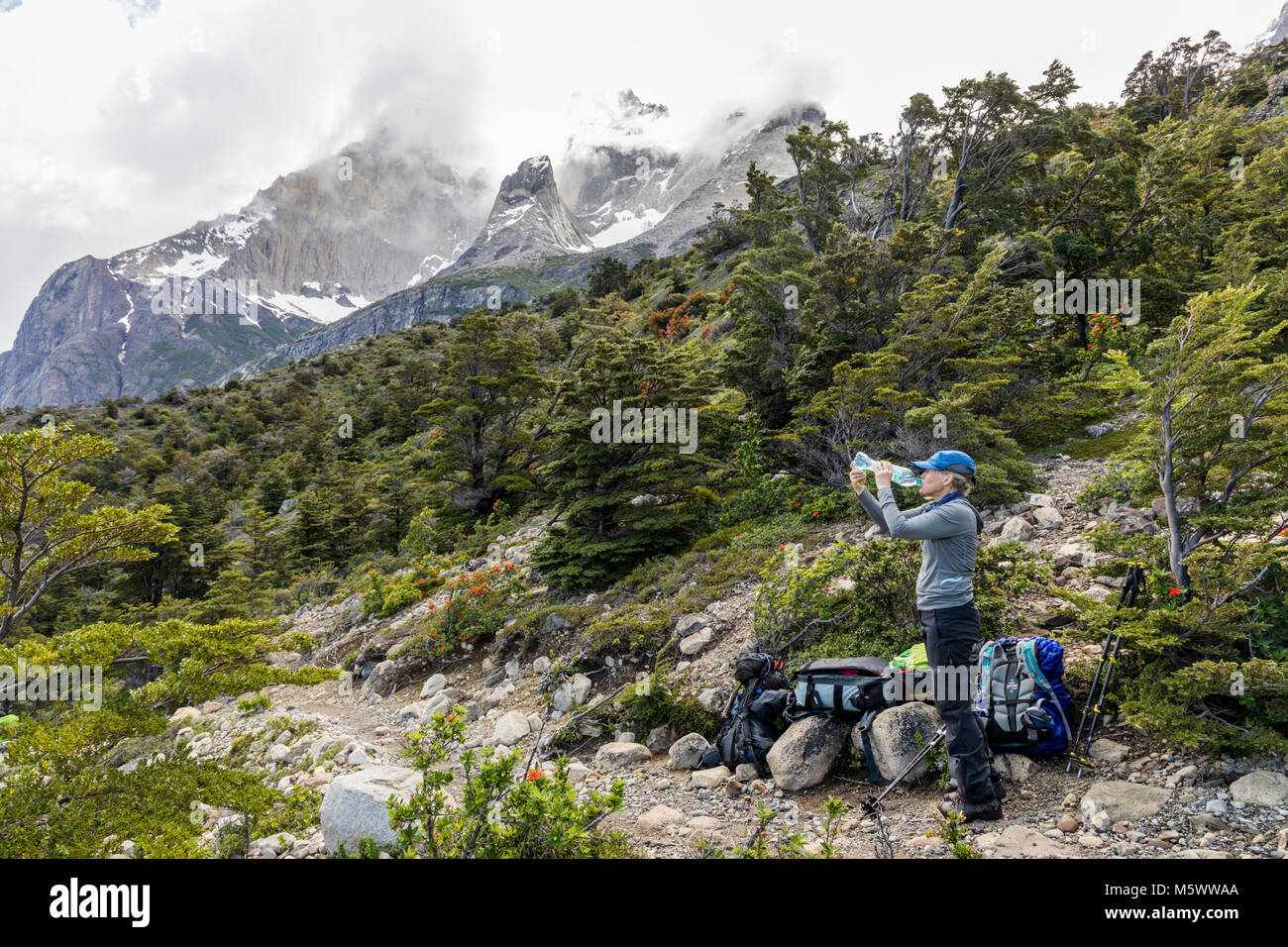 Trekker femmina pause per bere acqua; Cordillera Paine al di là; Parco Nazionale Torres del Paine; Cile Foto Stock