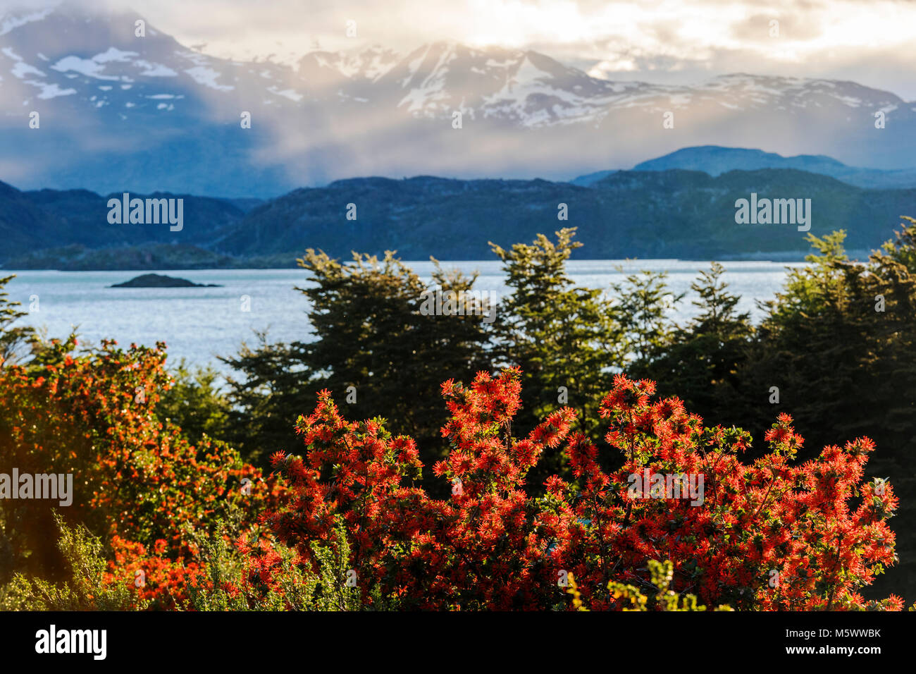 Fiorì rosso fuoco cilena bush; Embothrium coccineum; infiorescenza; Lago Nordenskjold; Cordillera Paine al di là; vista dal Refugio Cuernos; Torres de Foto Stock