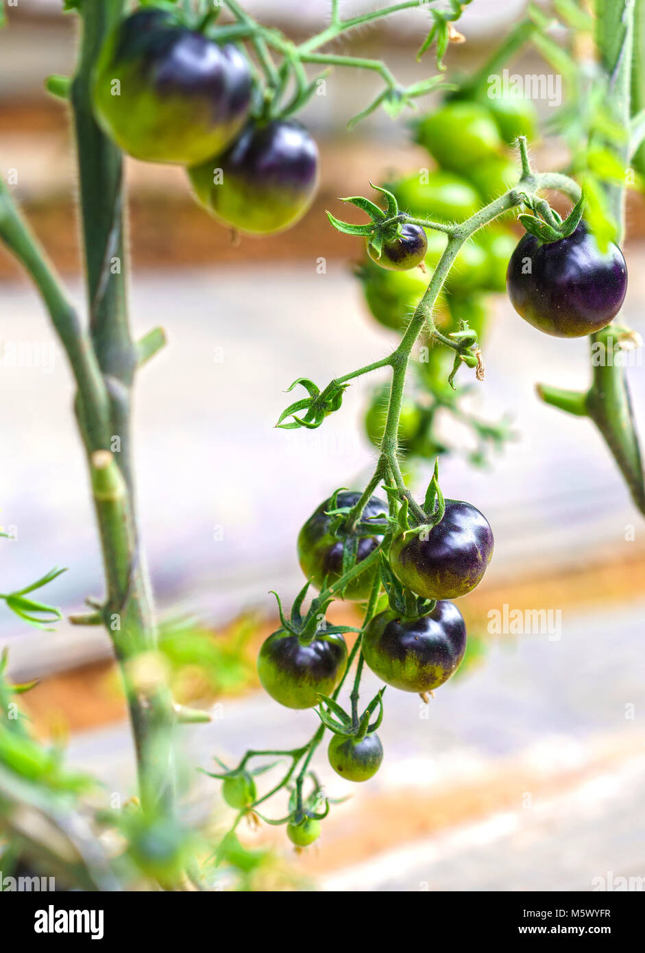 Indigo Rose nero vitigno di pomodoro maturo in giardino. Questo tipo allevati da pomodori rossi e viola i pomodori sono ricchi di antocianine, alta antiossidante lento Foto Stock