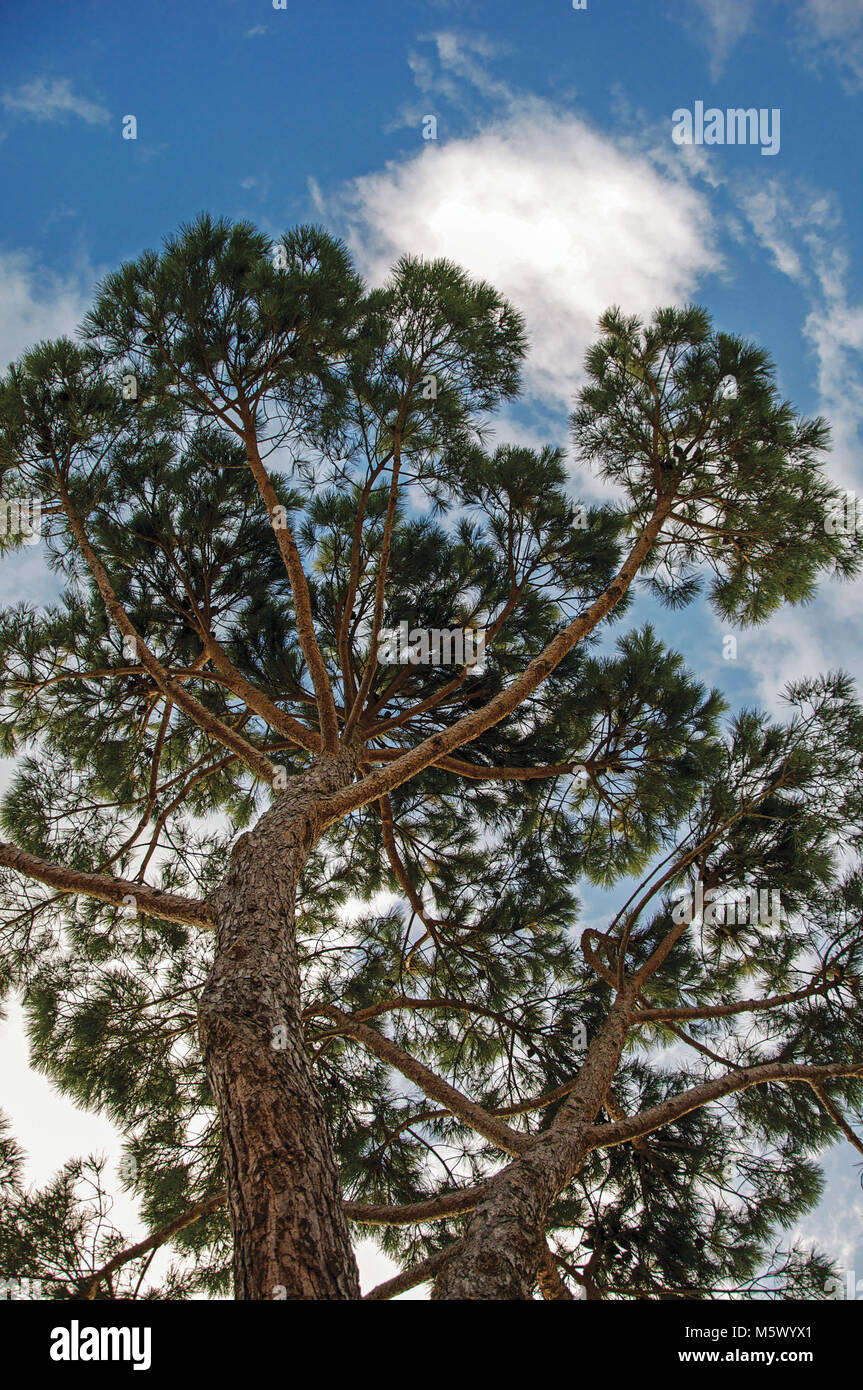 Close-up di pino su un soleggiato giorno nuvoloso alla campagna Toscana, un incredibile e regione tradizionale nel centro della penisola italiana. Foto Stock