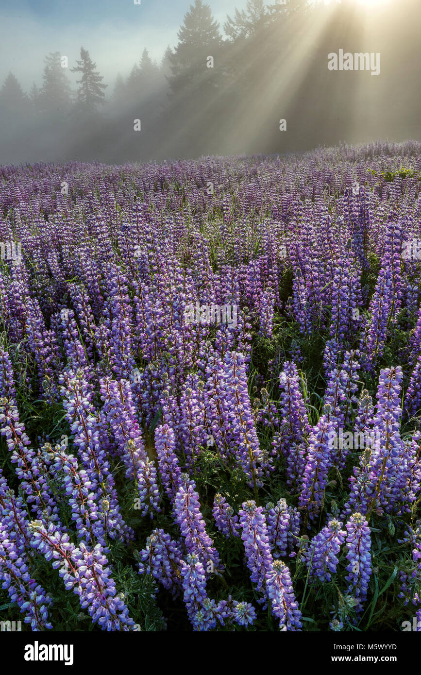 Lupin, il sollevamento di nebbia, Williams Ridge, Parco Nazionale di Redwood in California Foto Stock