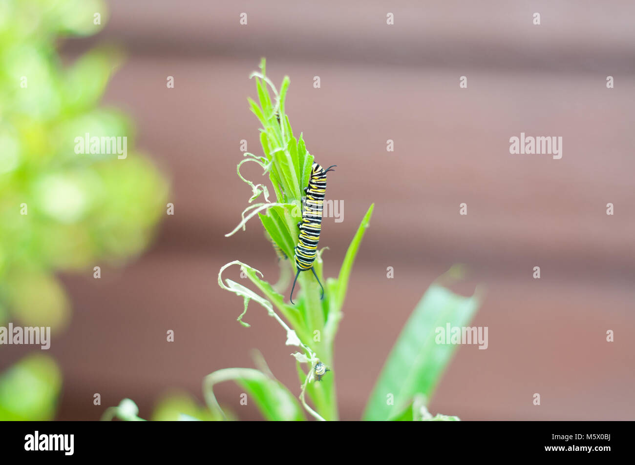Caterpillar su una foglia verde Foto Stock