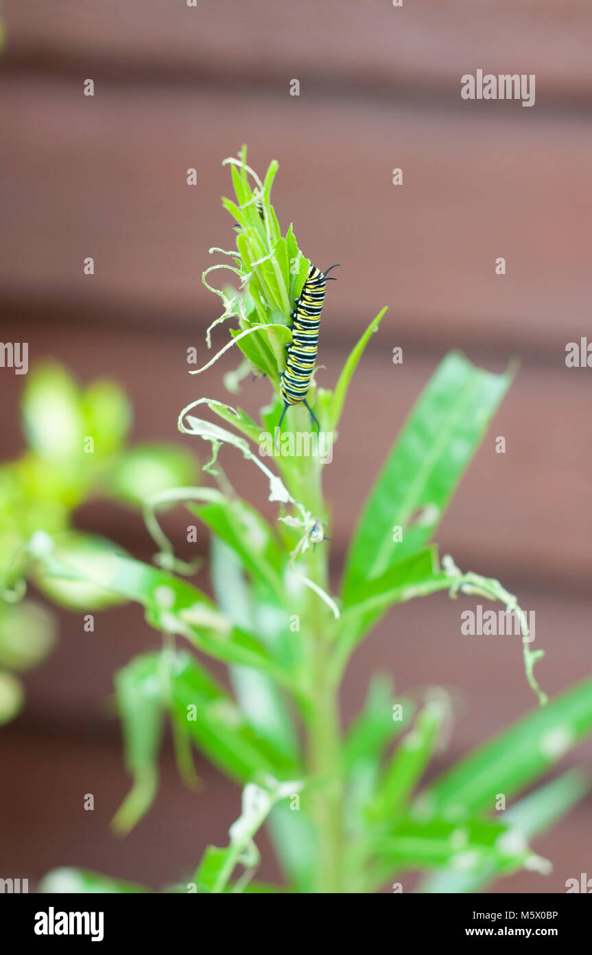 Caterpillar su una foglia verde Foto Stock