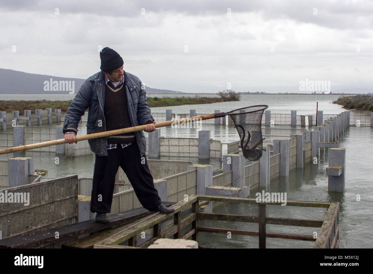 Pescatore professionista la cattura di anguille da loro trappole utilizzando una rete Foto Stock