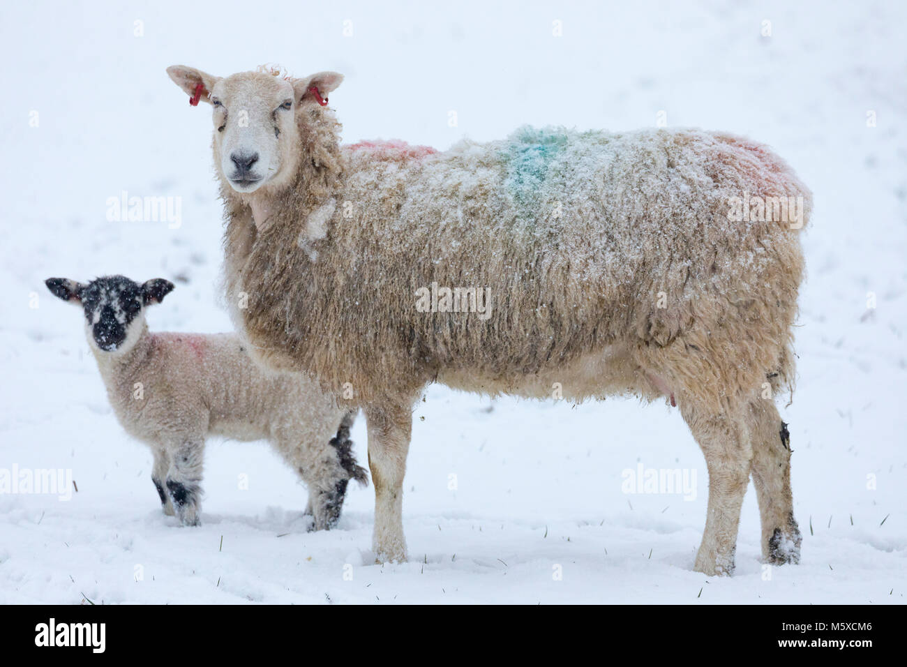 Flintshire, Wales, Regno Unito 27 febbraio 2018, UK Meteo: La bestia da est arriva con una vendetta con temperature al di sotto di -3C e neve pesante caduta di Flintshire. Una pecora e il suo lamb ricoperta di neve in un altopiano di pecore fattoria nel villaggio di Lixwm durante la tempesta di neve la bestia da est, Flintshire Â© DGDImages/Alamy Live News Foto Stock