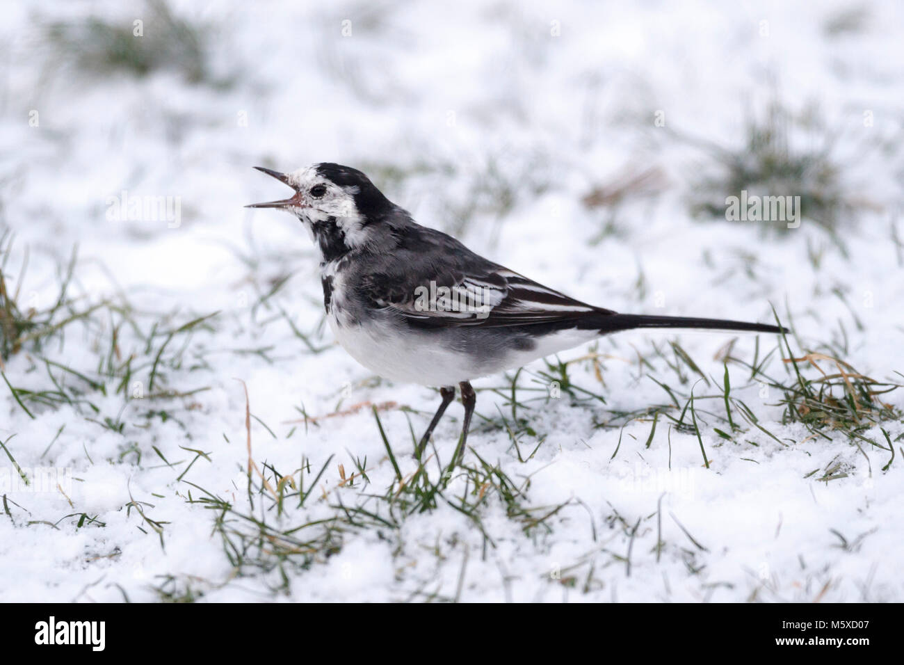 27 feb 2018. Regno Unito meteo. Un Pied wagtail (Motacilla alba) alimenta su una coperta di neve prato in East Sussex. Credito: Ed Brown/Alamy Live News Foto Stock
