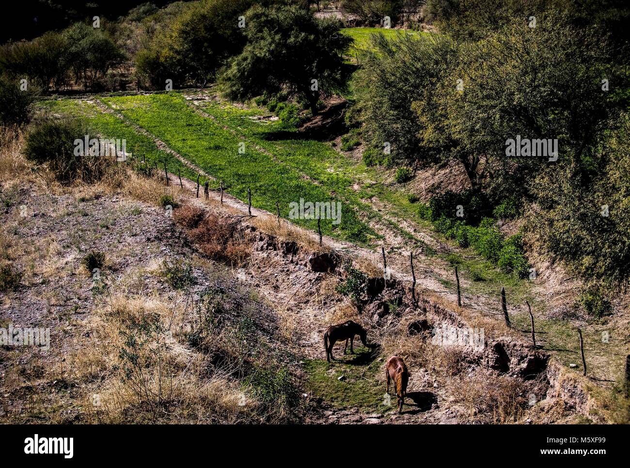 Caballos pastoreando por el rio seco que cruza Moctezuma. La Ruta de la Sierra en Sonora Messico. 25enero2018 (foto:Luis Gutierrez/NortePhoto) pclav Foto Stock