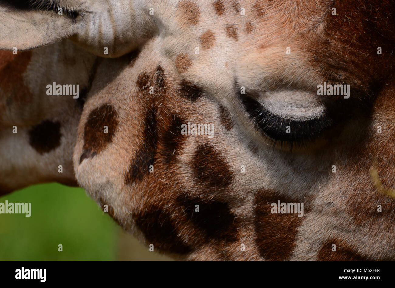 Immagine ravvicinata di testa giraffa Foto Stock