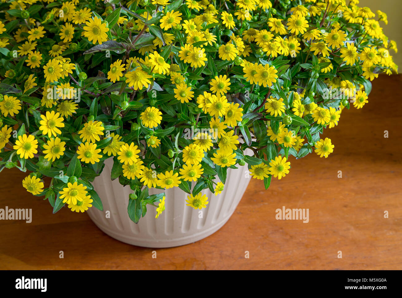 Appeso un cesto pieno di creeping zinnia giallo. Foto Stock