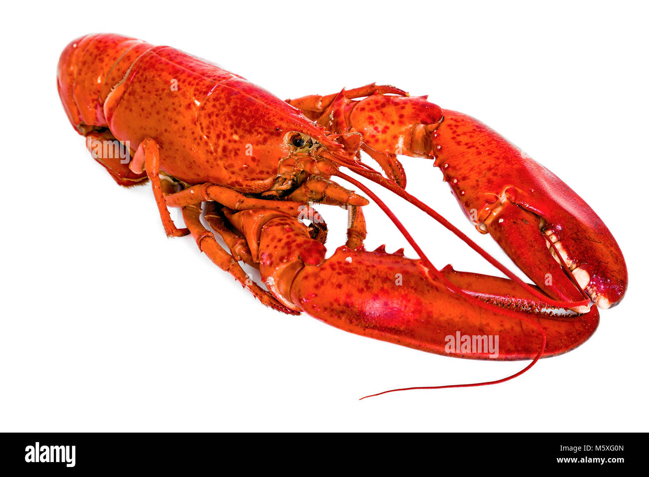 Bollito Astice americano su bianco. Foto Stock