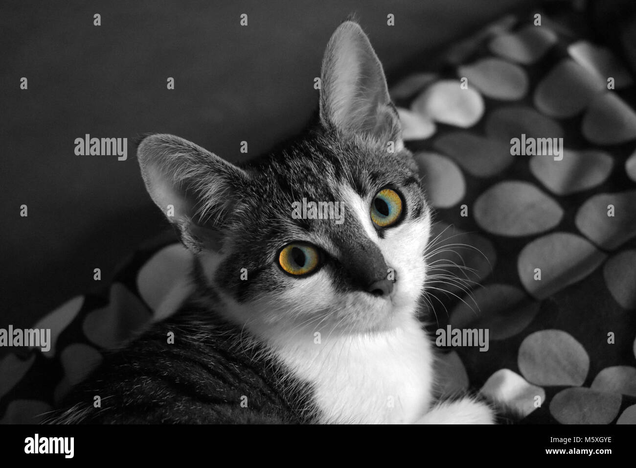 Piccolo gatto Shorthair bloccando il letto Foto Stock