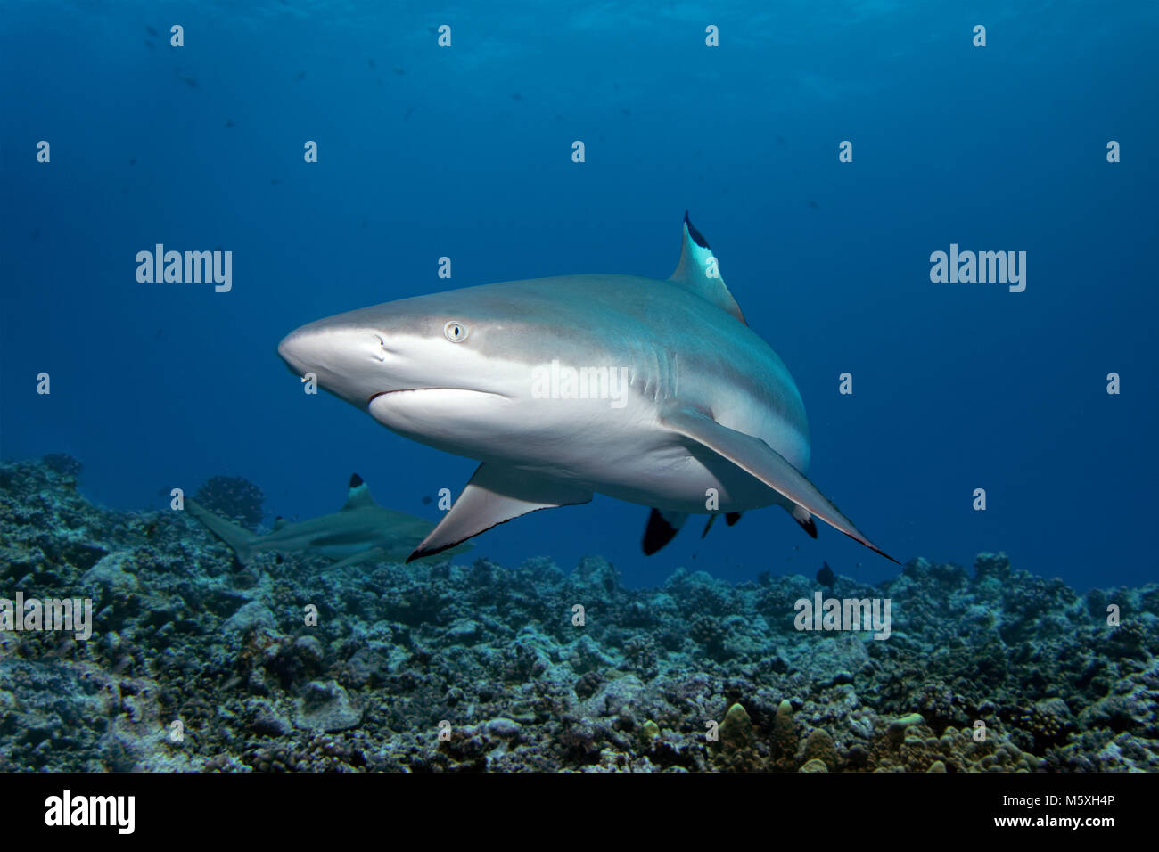 Blacktip Shark Reef (Carcharhinus melanopterus), Oceano Pacifico, Moorea, isole Windward, Polinesia Francese Foto Stock