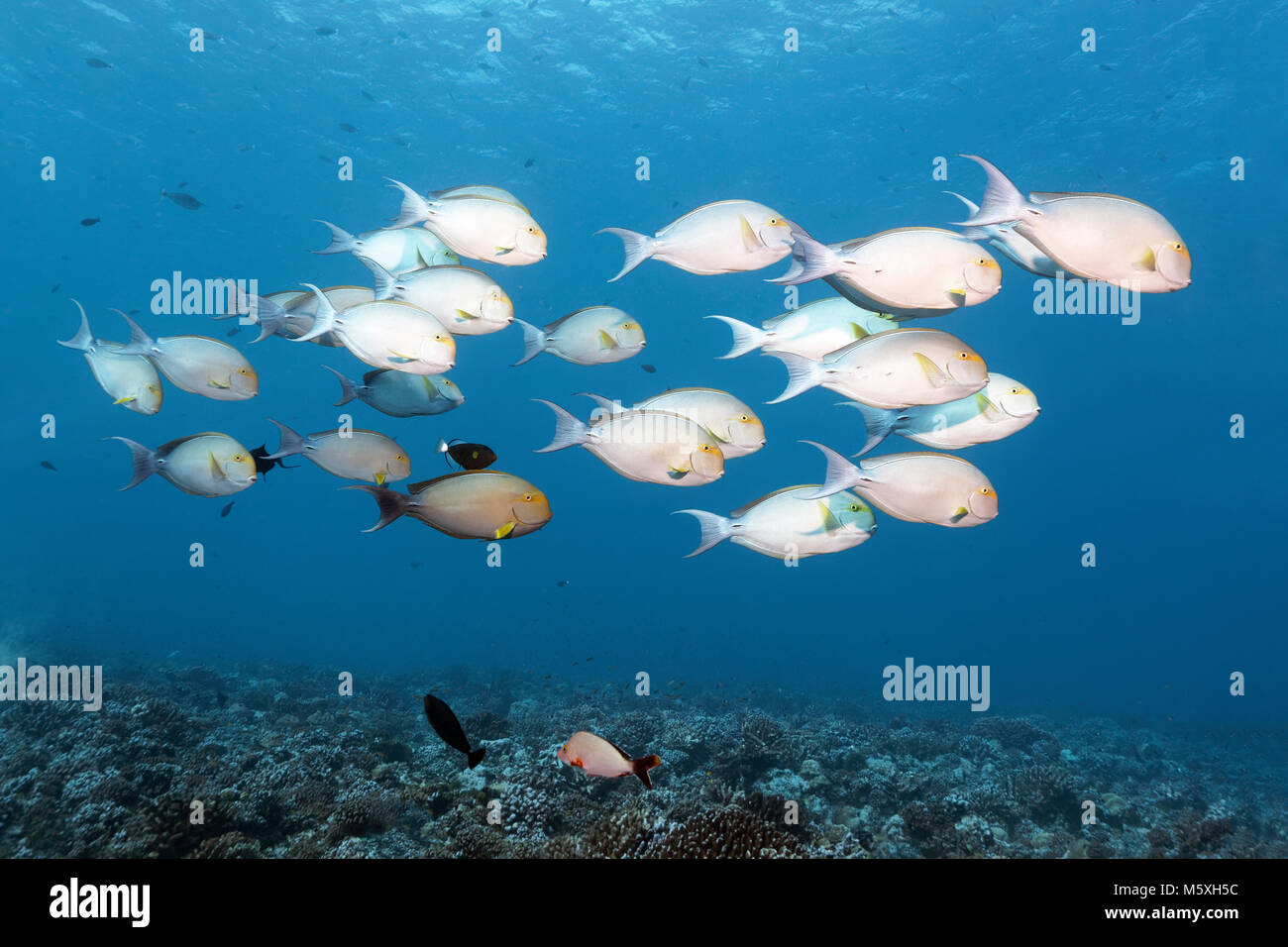Surgeonfishes Albacora (Acanthurus xanthopterus), uno sciame di nuoto sulla barriera corallina, Oceano Pacifico, Moorea, Isole Sopravento Foto Stock