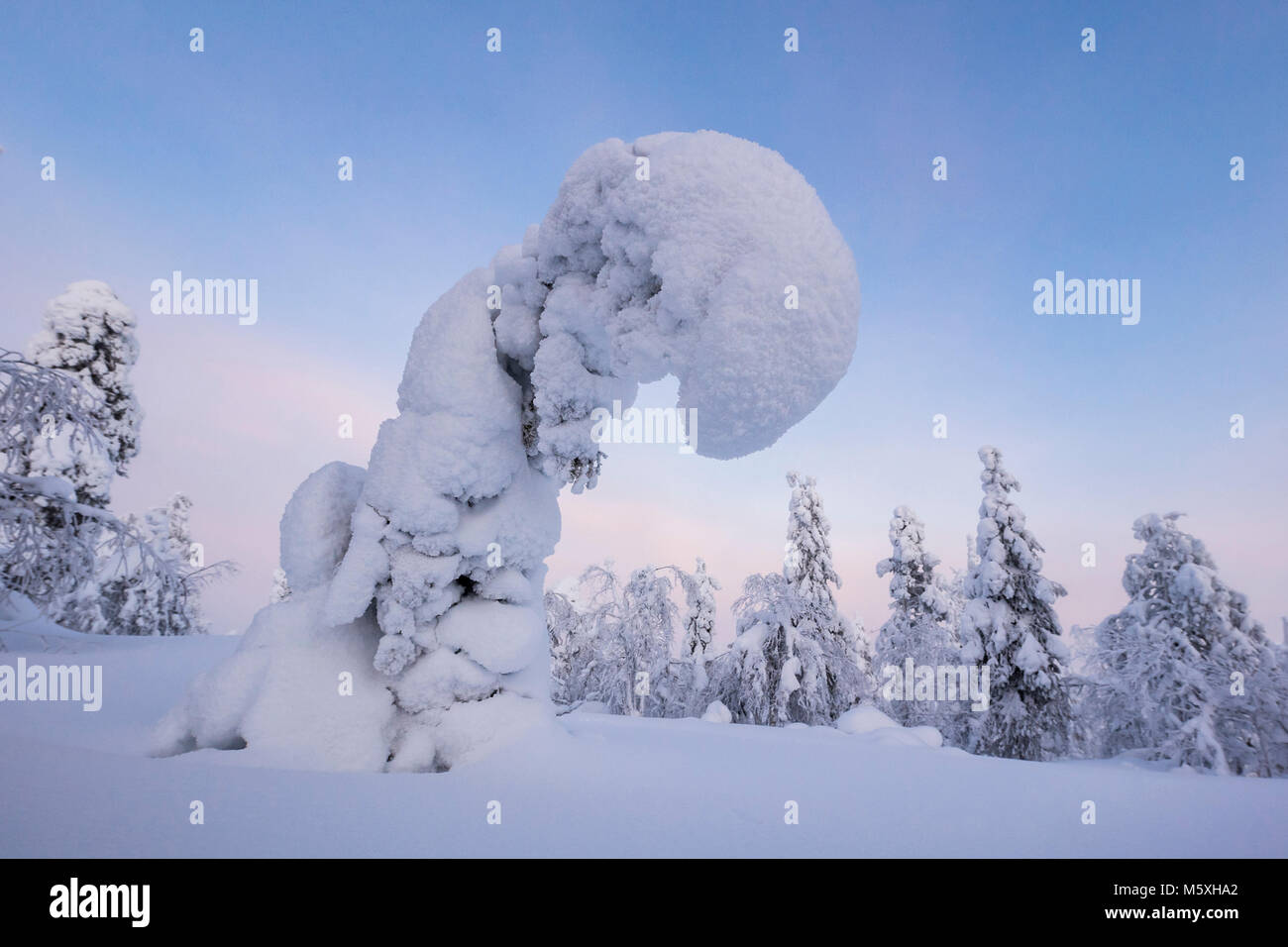 Alberi innevati, paesaggio invernale, Pyhä-Luosto National Park, Lapponia, Finlandia Foto Stock