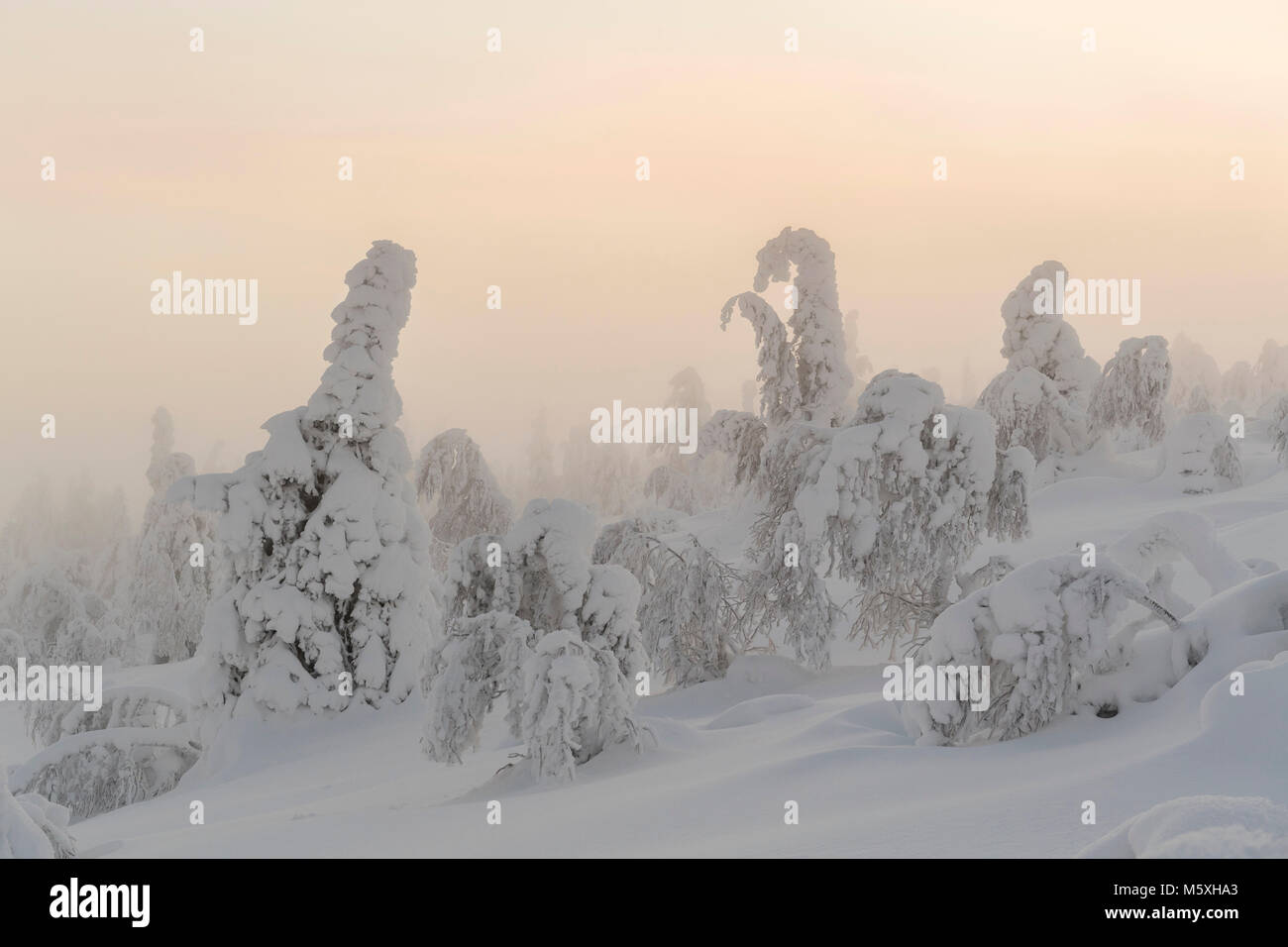 Alberi innevati, paesaggio invernale, Pyhä-Luosto National Park, Lapponia, Finlandia Foto Stock