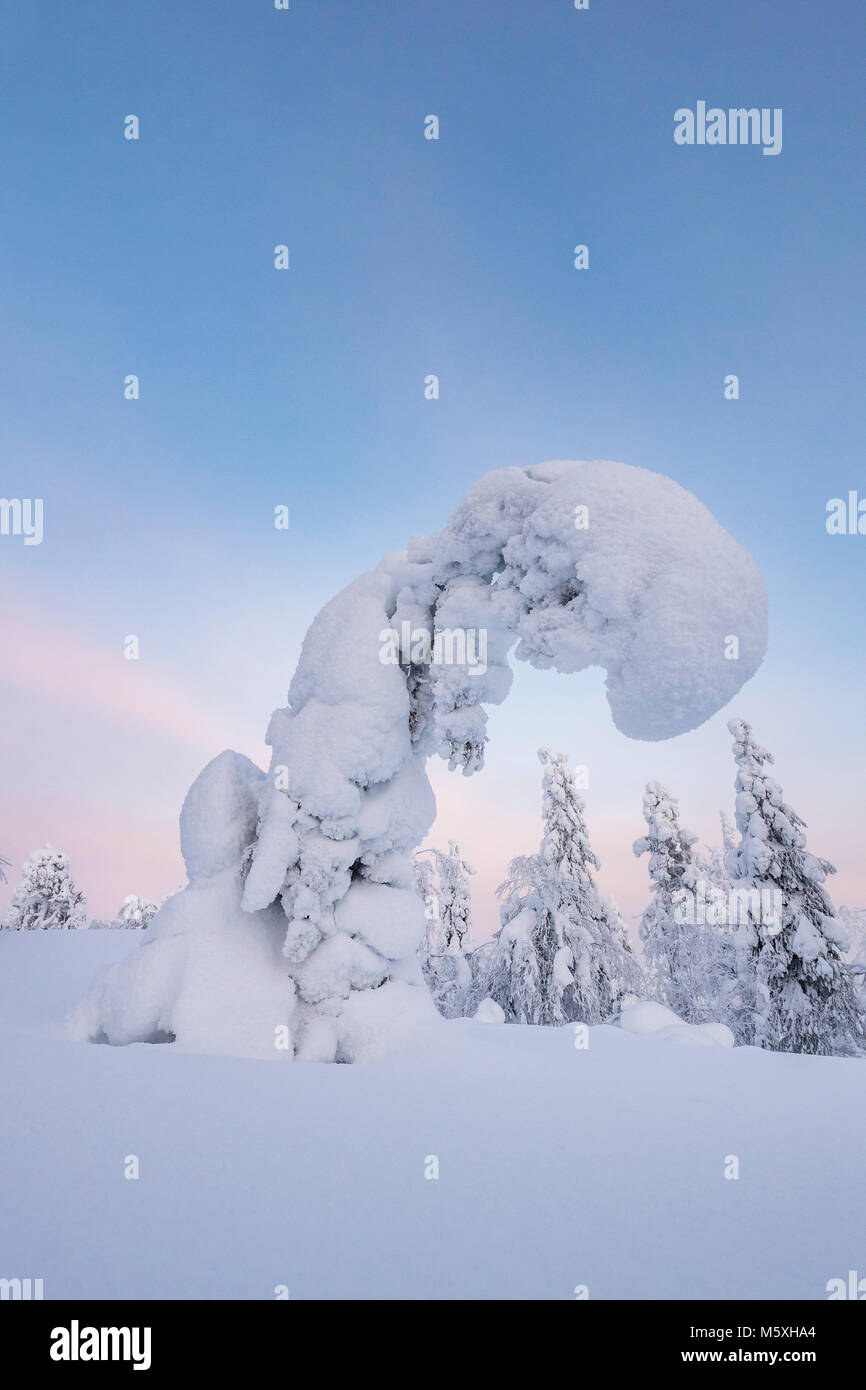 Alberi innevati, paesaggio invernale, Pyhä-Luosto National Park, Lapponia, Finlandia Foto Stock