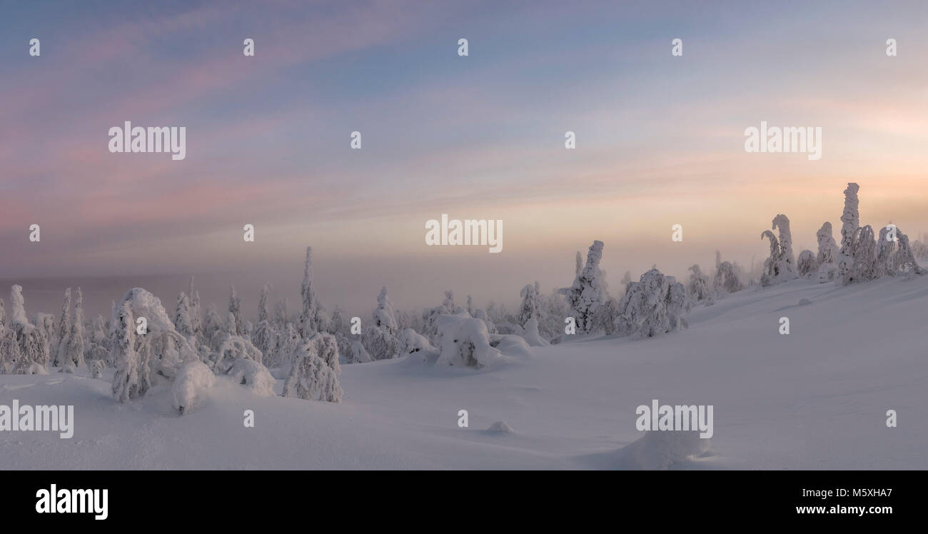 Alberi innevati, paesaggio invernale, Pyhä-Luosto National Park, Lapponia, Finlandia Foto Stock