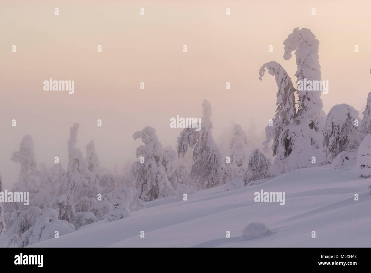 Alberi innevati, paesaggio invernale, Pyhä-Luosto National Park, Lapponia, Finlandia Foto Stock