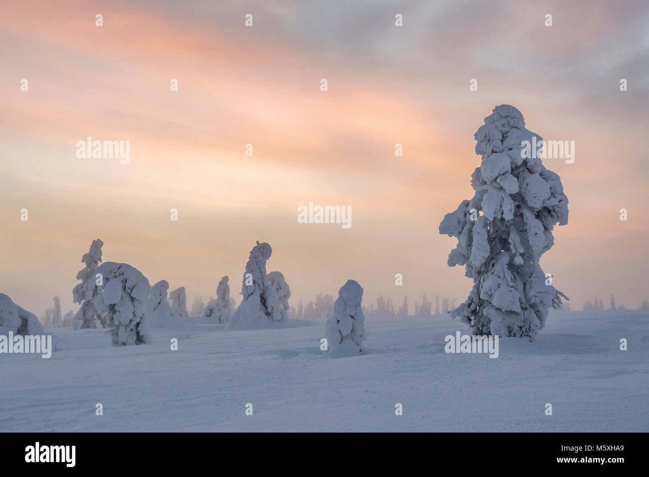 Alberi innevati al tramonto, paesaggio invernale, Pyhä-Luosto National Park, Lapponia, Finlandia Foto Stock