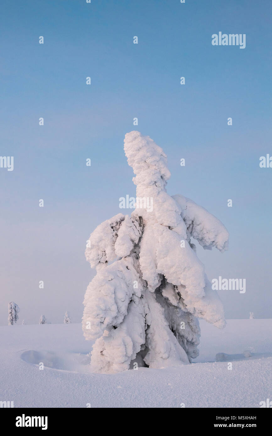 Alberi innevati, paesaggio invernale, Pyhä-Luosto National Park, Lapponia, Finlandia Foto Stock