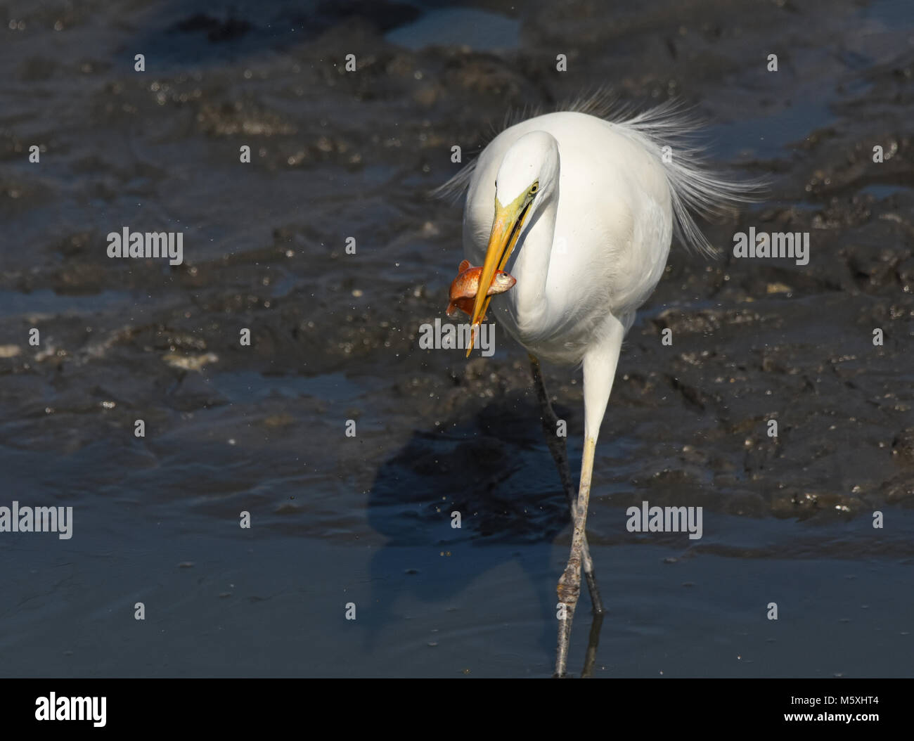 Airone bianco maggiore swallow pesce Foto Stock