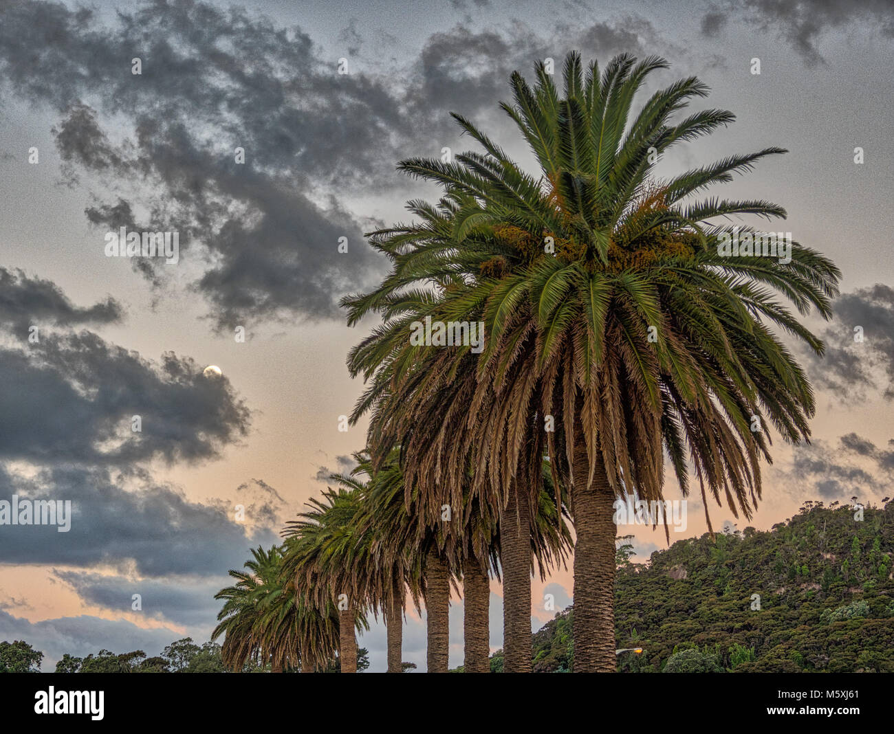 Le splendide palme a Whitianga, Nuova Zelanda Foto Stock