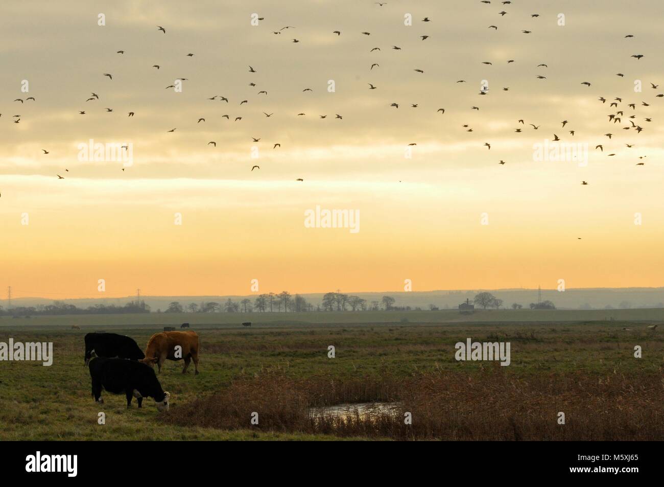 Gregge di uccelli che volano attraverso le paludi con le mucche in primo piano e la luce del mattino presto (alba). Riserva naturale di Elmley, Kent, Inghilterra Foto Stock