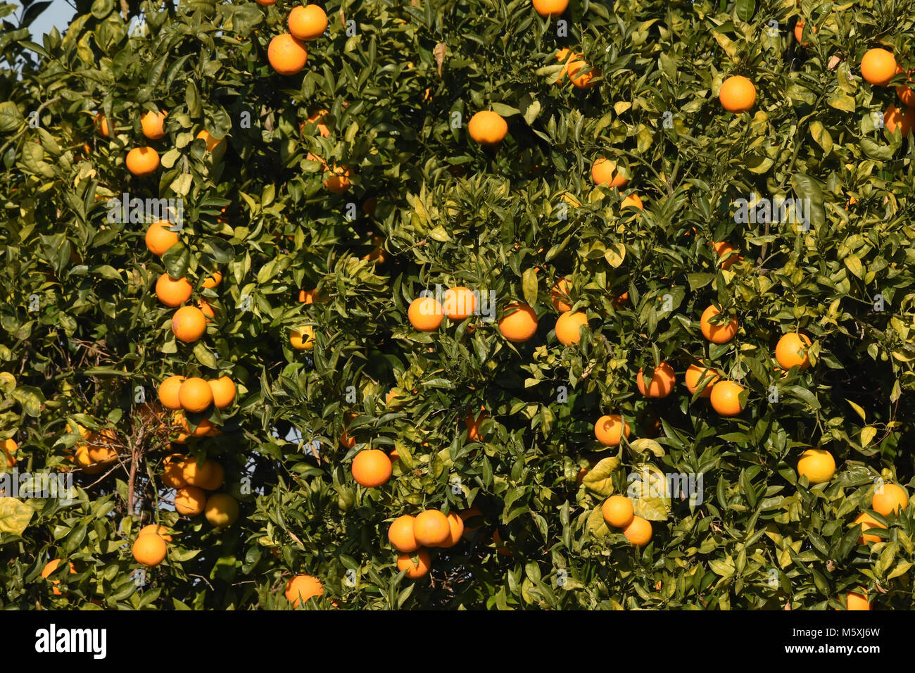 Arancione - alberi di arancio, Orange Orchard Foto Stock