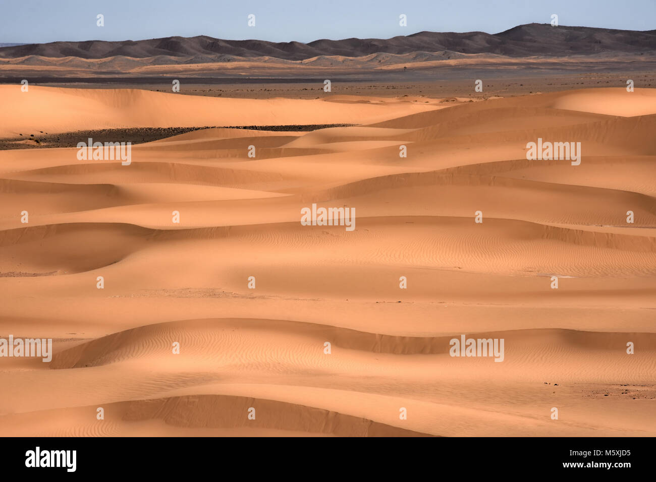 Sahara dune di sabbia del Marocco Foto Stock