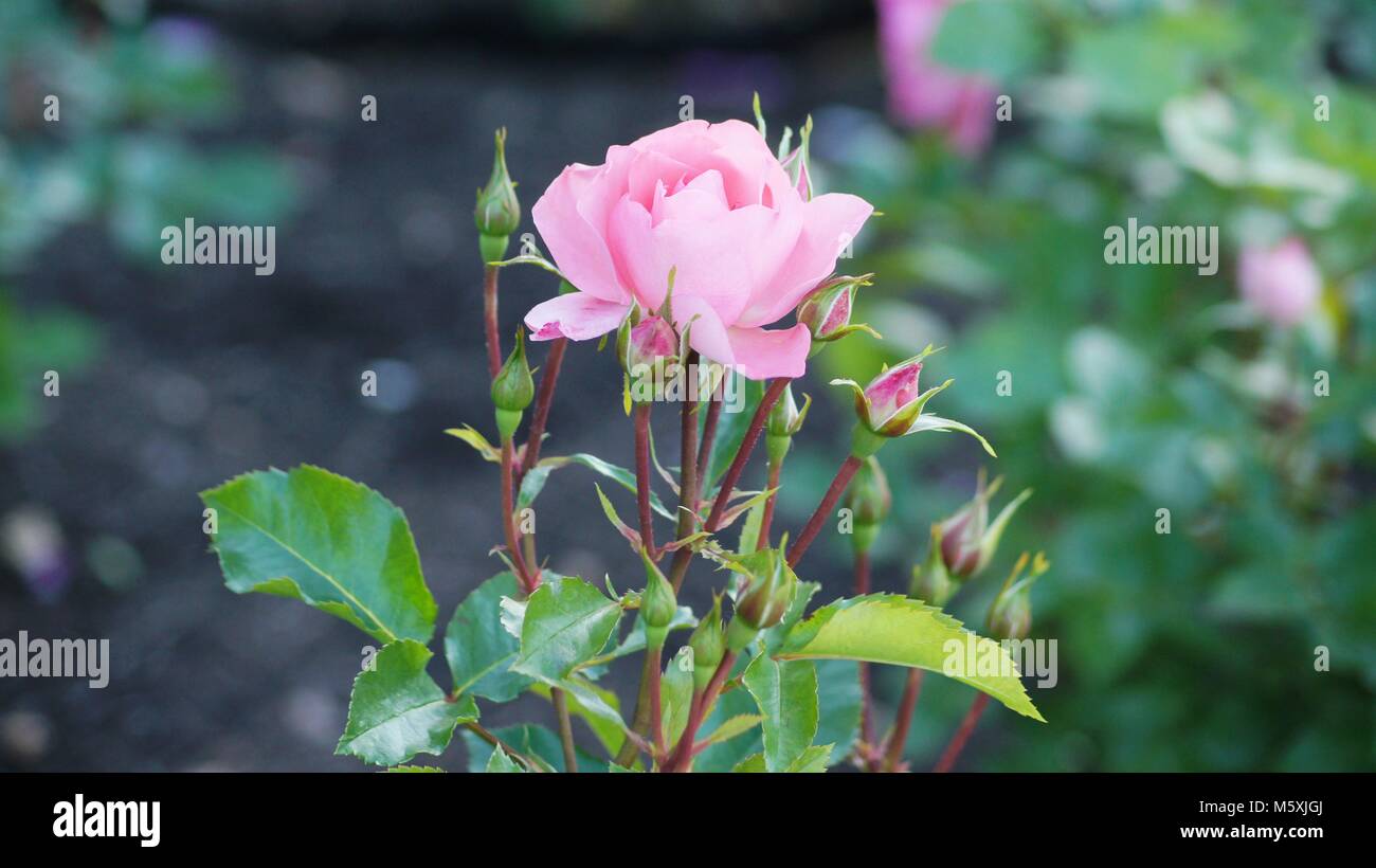 Rose in giardino Foto Stock