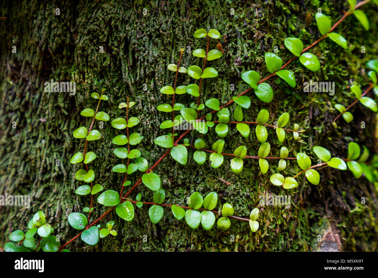 Primo piano di foglie fresche salendo i vecchi moss-albero coperto Foto Stock