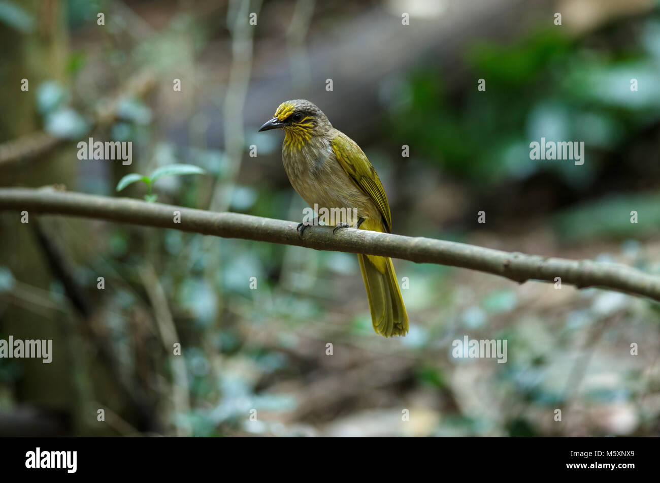 Stripe-throated Bulbul Bird, in piedi su un ramo in natura della Thailandia Foto Stock