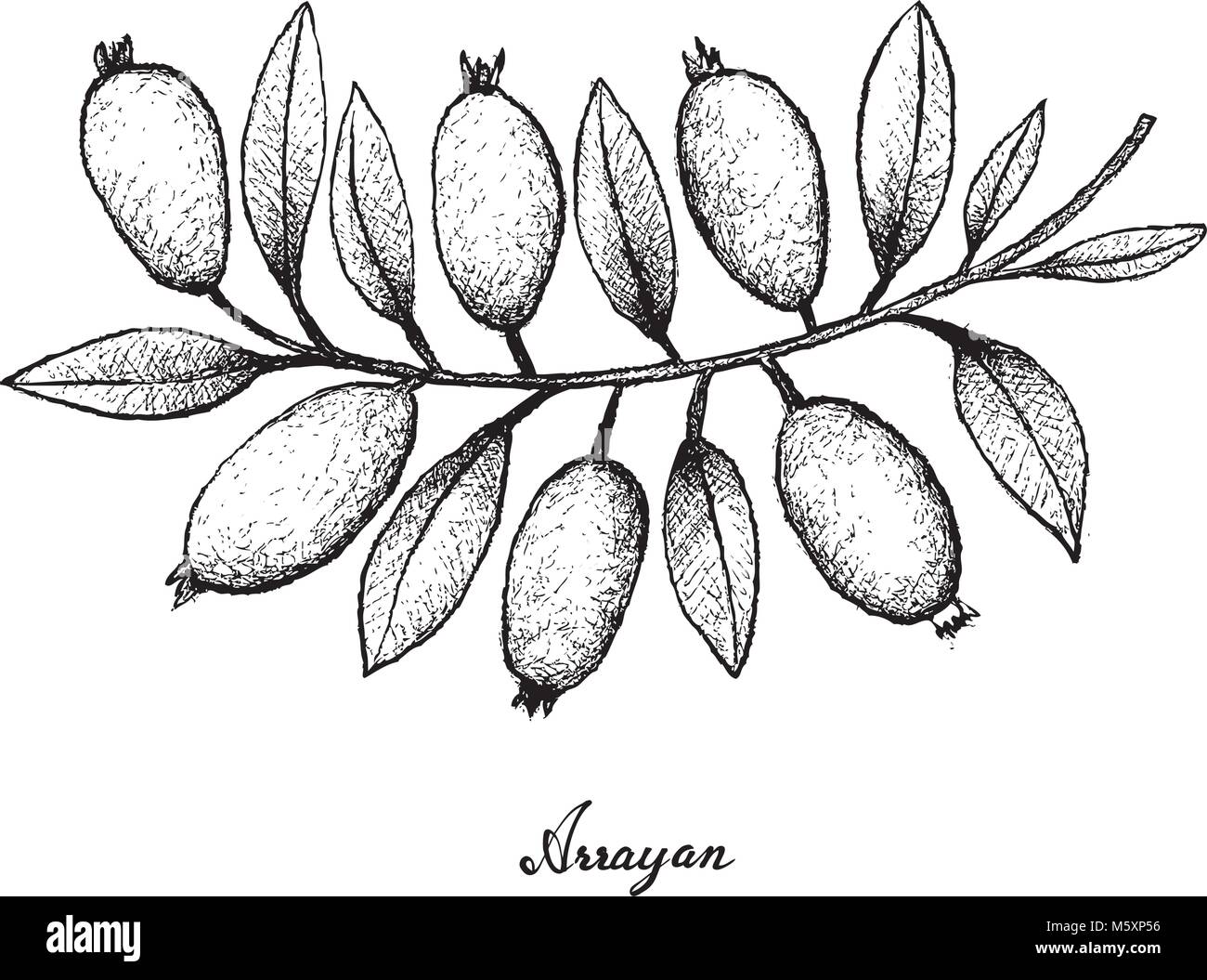 Frutti tropicali, illustrazione di mano il bozzetto Arrayan, Sartre guaiava, Fragole Guaiava o Calyptropsidium Sartorianum frutti isolato su bianco Bac Illustrazione Vettoriale
