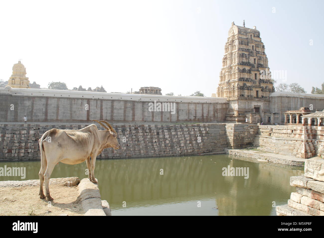 Una vacca guardando sopra il tempio pond presso il Tempio Virupaksha, Hampi, Karnataka, India. Foto Stock