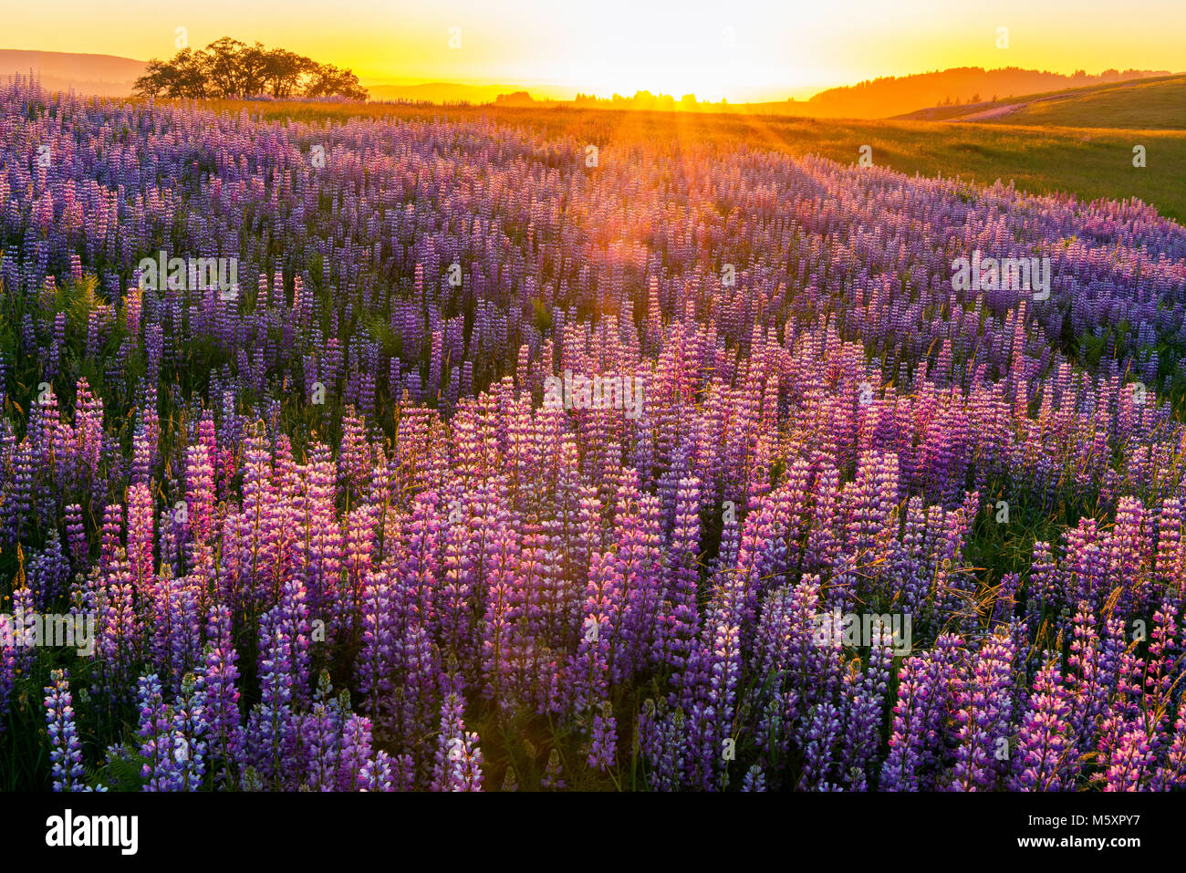 Tramonto, Lupin, Lupinus angustifolius, Williams Ridge, Parco Nazionale di Redwood in California Foto Stock