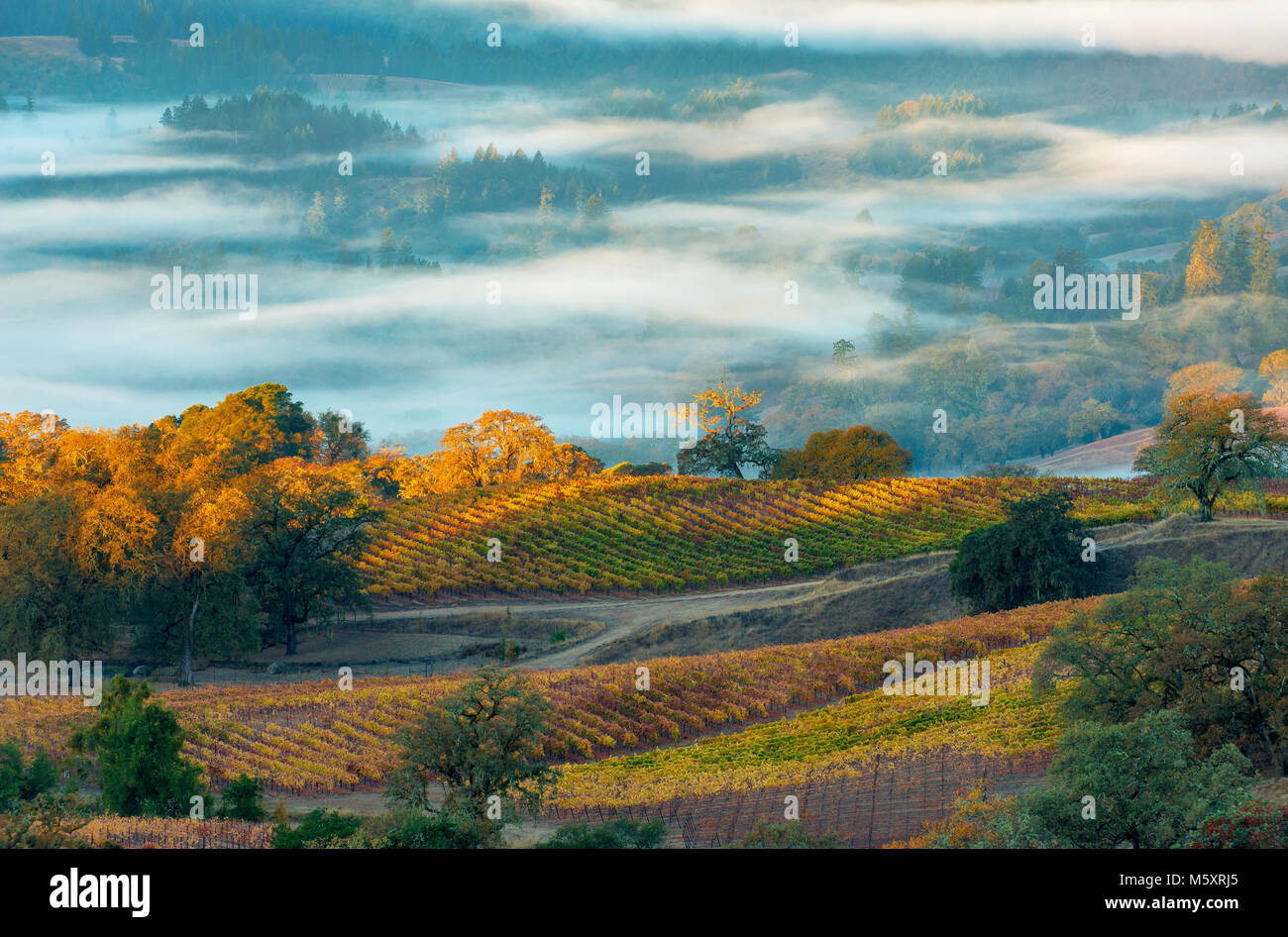 Sunrise, Marietta vigneti, Yorkville Highlands, Mendocino County, California Foto Stock