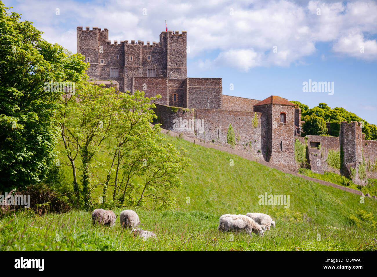 Pecore al pascolo su di una collina vicino il castello di Dover nel Kent, sud-est dell' Inghilterra, Regno Unito Foto Stock