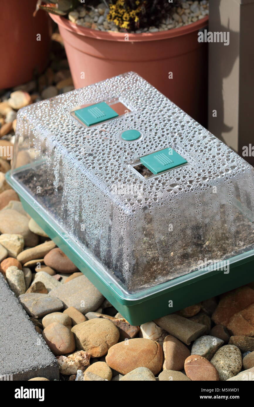 L'accumulo di condensa nel Mini Green House con vassoio di sementi Foto Stock