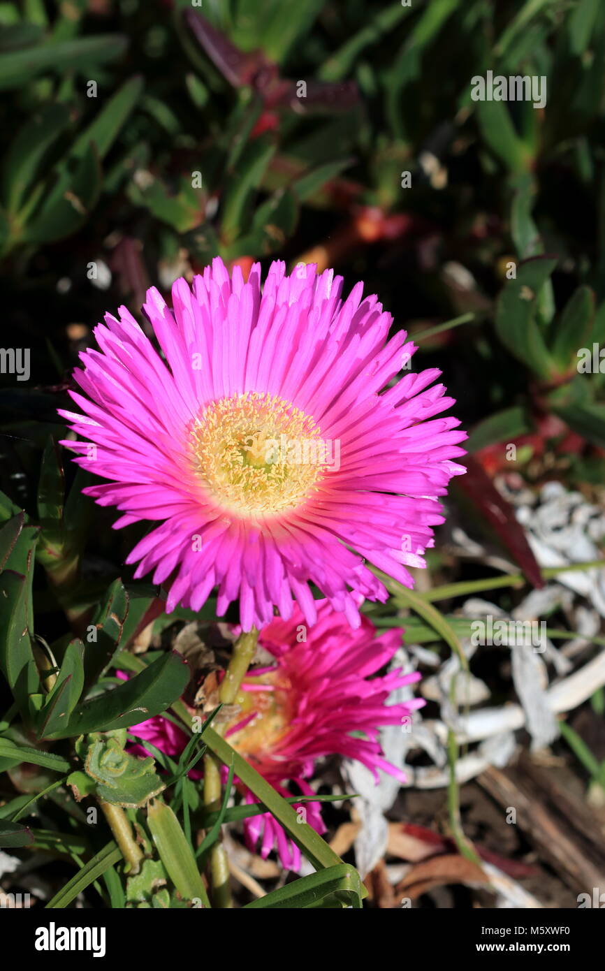 Ravvicinata di un impianto di ghiaccio o noto anche come Carpobrotus edulis in piena fioritura Foto Stock