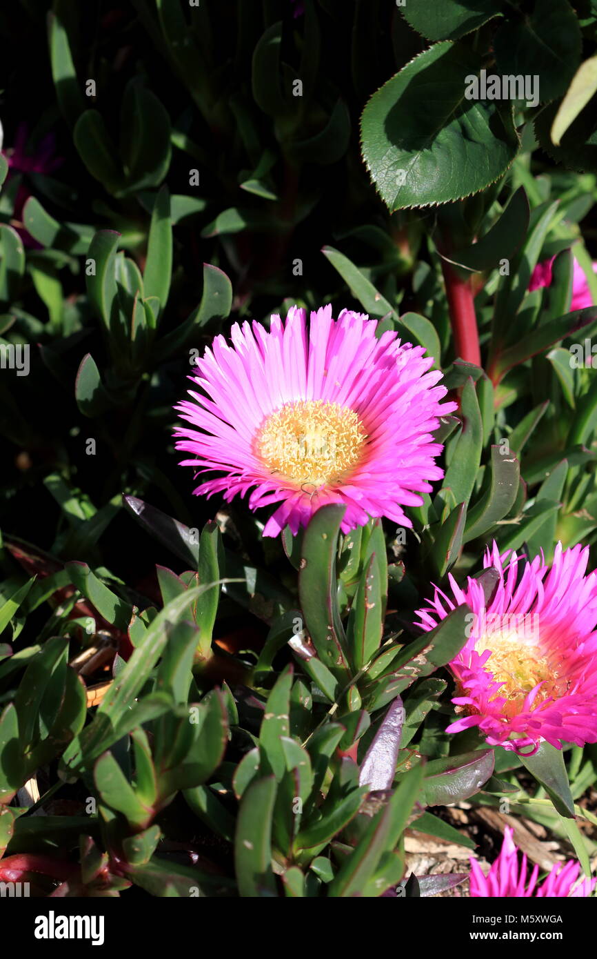 Ravvicinata di un impianto di ghiaccio o noto anche come Carpobrotus edulis in piena fioritura Foto Stock