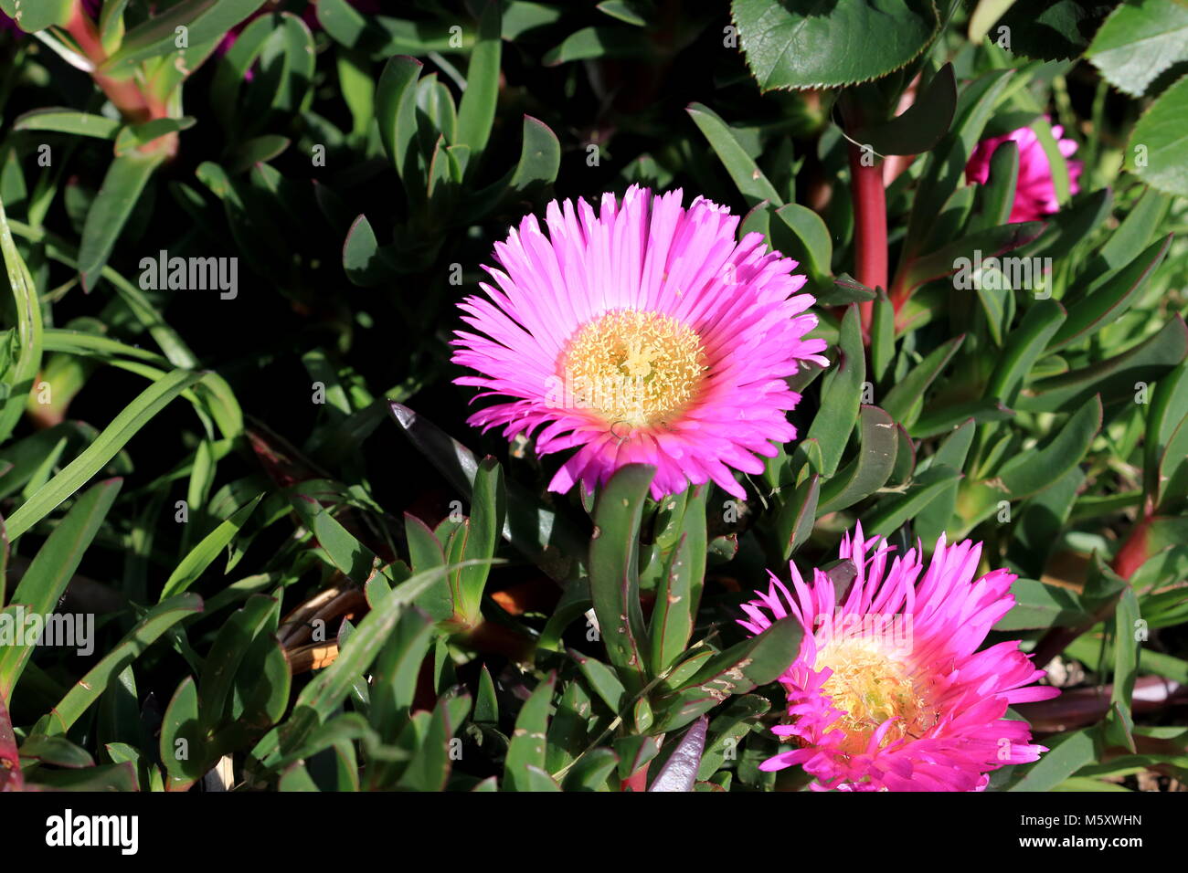 Ravvicinata di un impianto di ghiaccio o noto anche come Carpobrotus edulis in piena fioritura Foto Stock Ravvicinata di un impianto di ghiaccio o noto anche come Carpobrotus edulis in piena fioritura Foto Stock