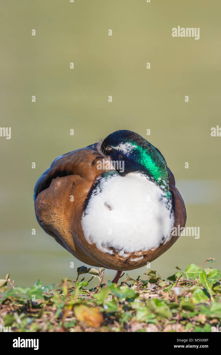Anatra domestica (Anas platyrhynchos domesticus) appoggiata da un lago in inverno nel West Sussex, in Inghilterra, Regno Unito. Ritratto con copyspace. Foto Stock